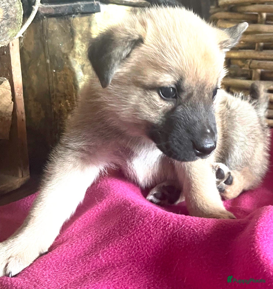 Kruising honden te koop: Veelbelovende kruising met actieve en trouwe genen - Afbeelding 7