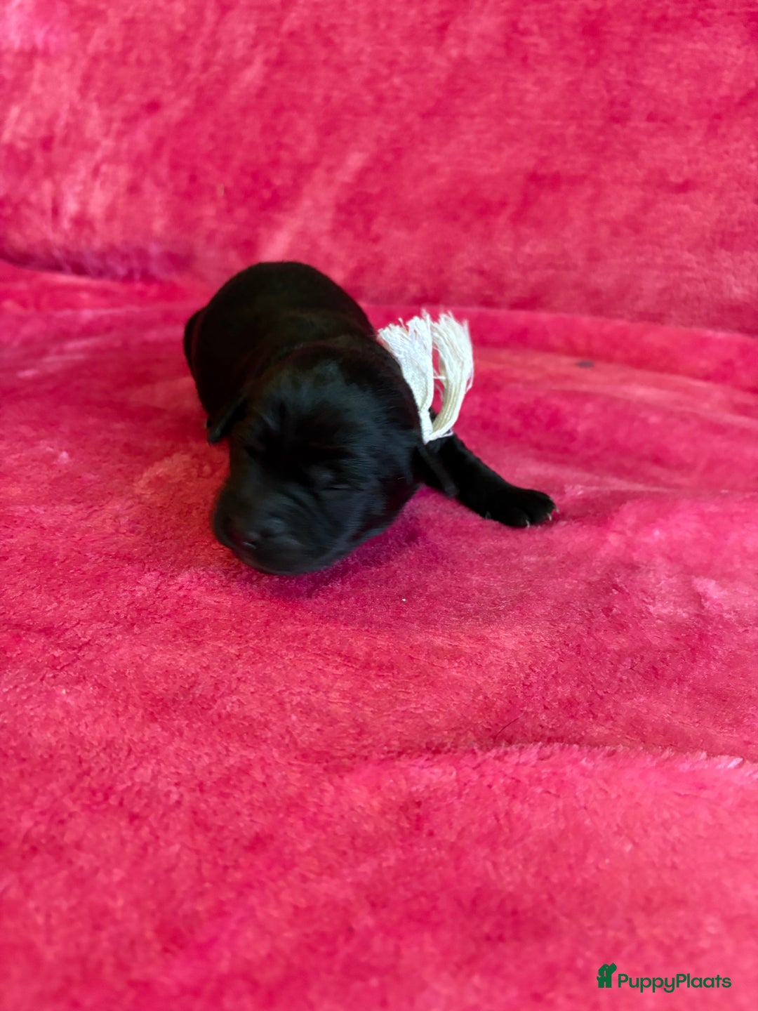 Kruising honden te koop: Labrador puppy’s - Advertentie 21