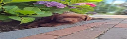 Labrador Retriever honden te koop: Raszuivere bruine labrador pups  - Advertentie 7