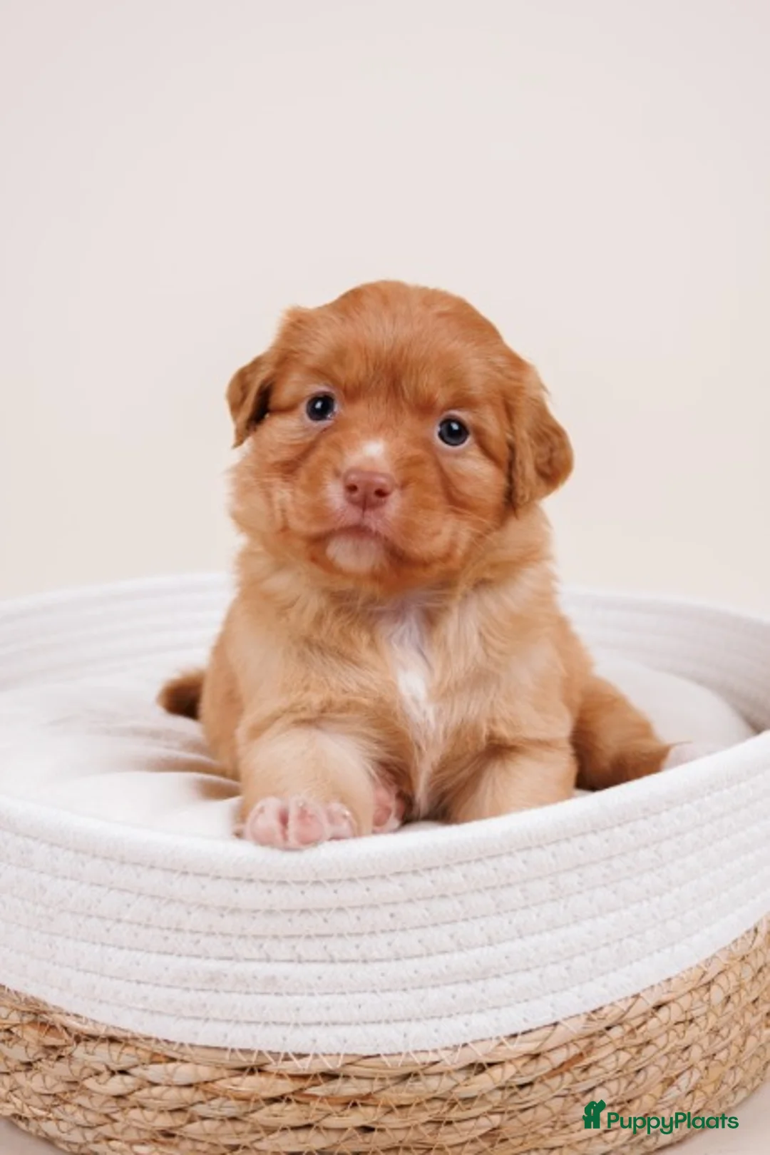 Nova Scotia Duck Tolling Retriever honden te koop: stamboompups - Advertentie 4