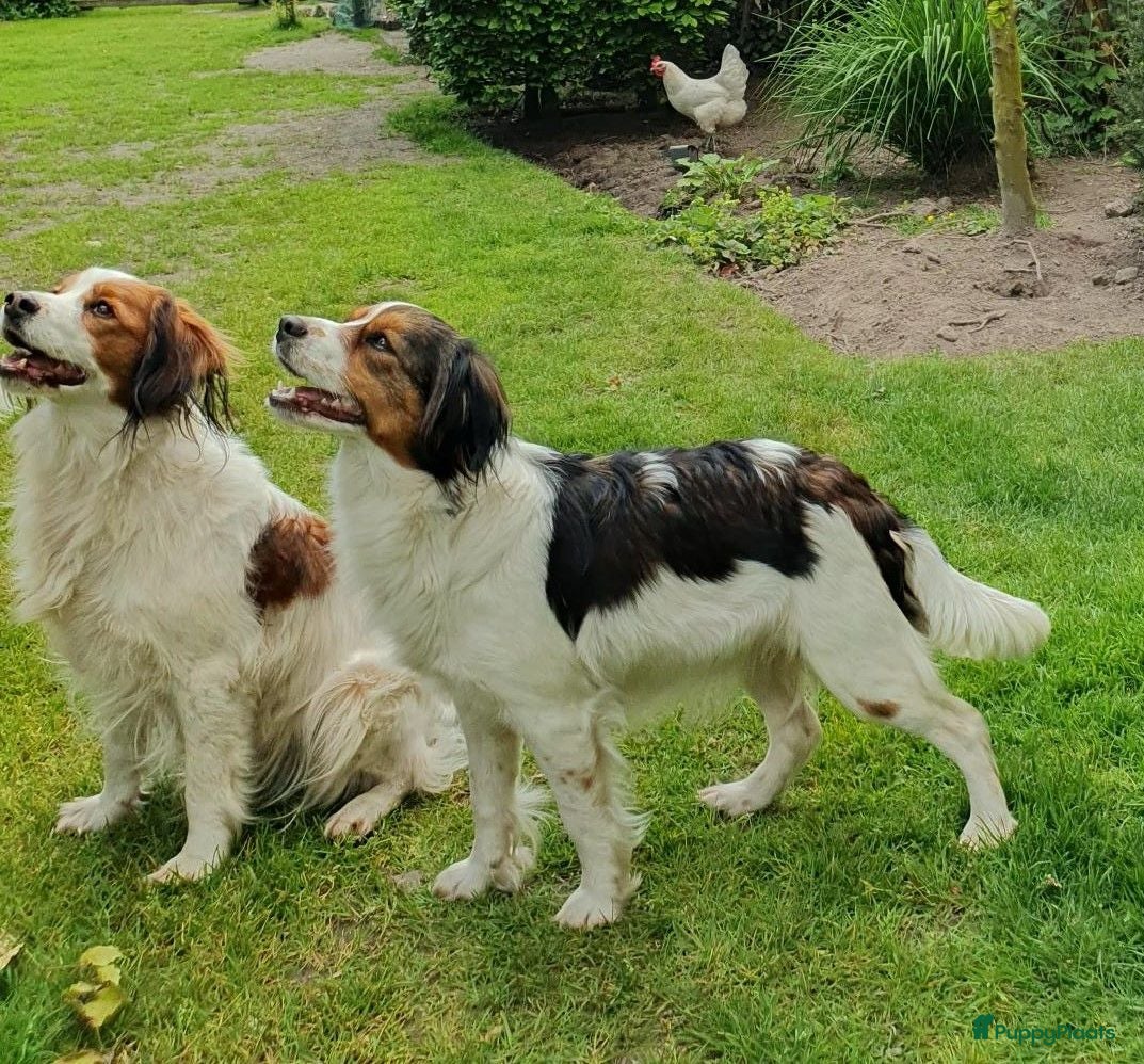 Kooikerhondje honden te koop: kooikerpups verwacht - Advertentie 1