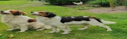 Kooikerhondje honden te koop: kooikerpups verwacht in Udenhout - Advertentie 1