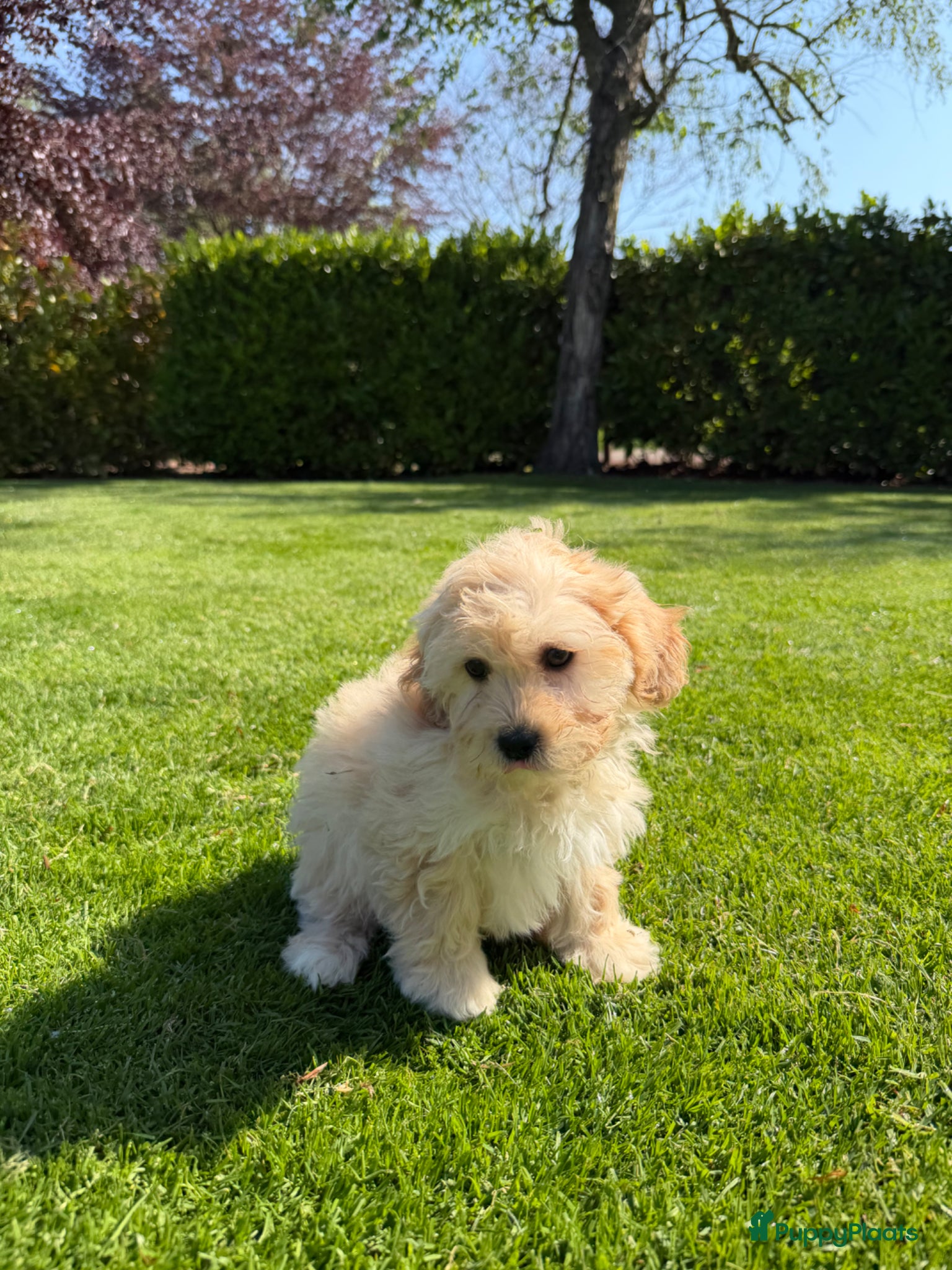 Maltipoo honden Maltipoo (Maltezer x Poedel) pups - Advertentie 1