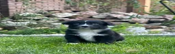 Australian Shepherd honden te koop: Australian Shepherd puppy’s - Advertentie 10