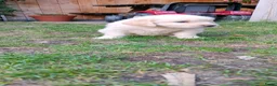 Golden Retriever honden te koop: Deze leukerds zoeken een baasje - Advertentie 13