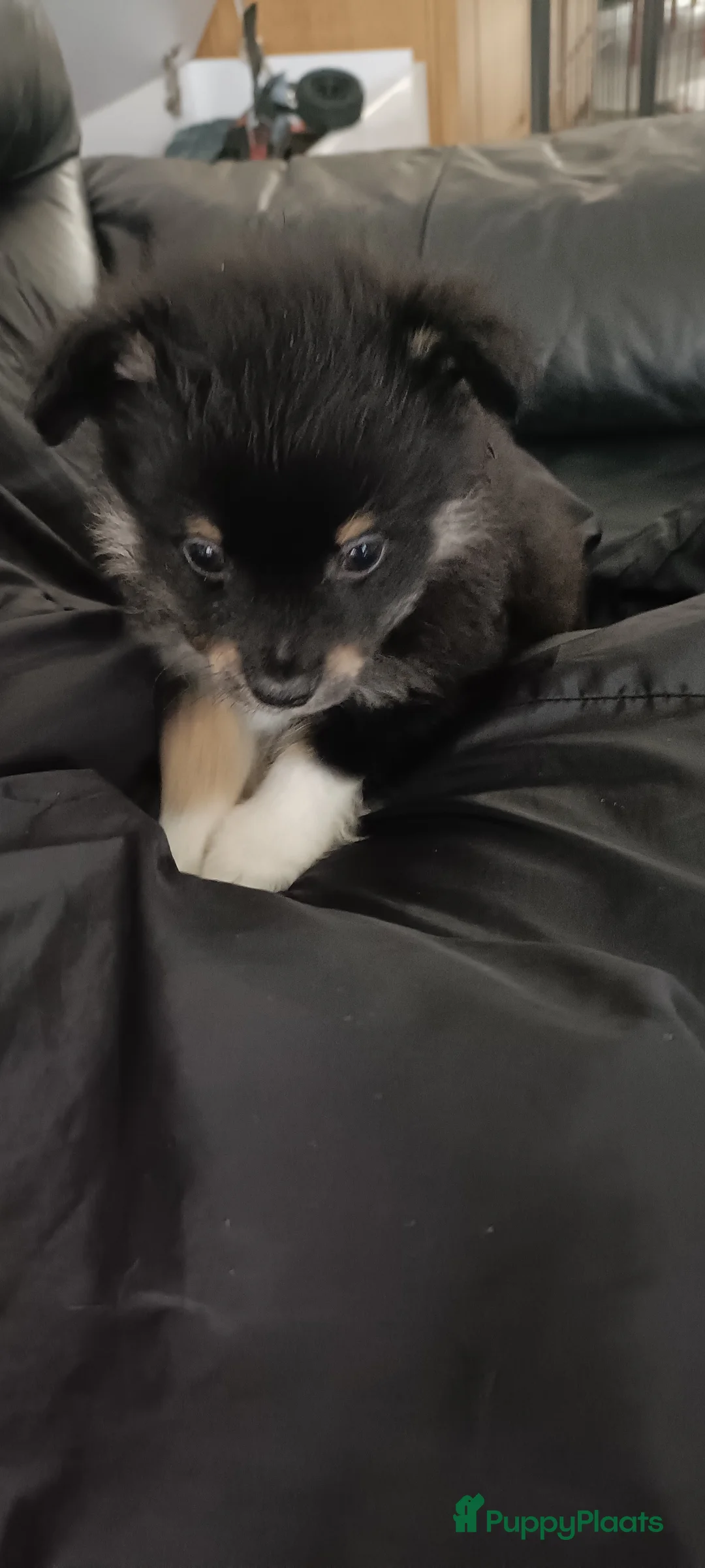Kruising honden te koop: Chihuahua mix pups 3 reutjes - Advertentie 7