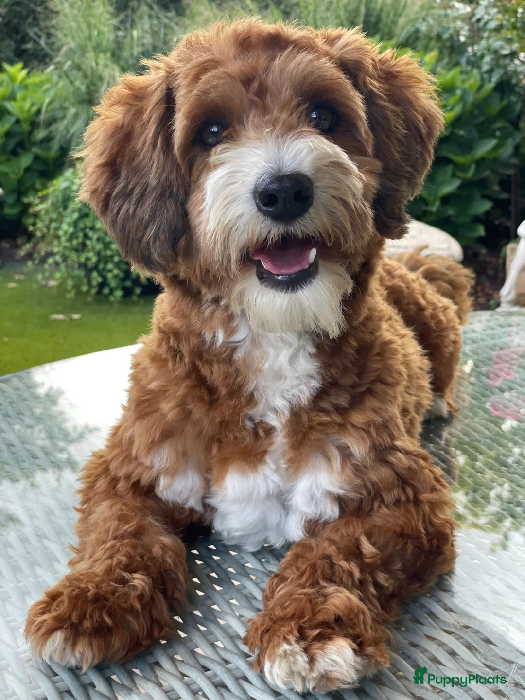 Maltipoo honden ter dekking: maltipoo sjefke  rood wit  - Advertentie 2