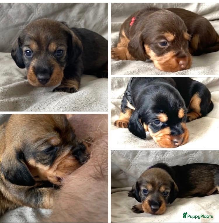 Ruwhaar Teckel honden Prachtige Standaard Ruwhaar Teckelpuppy’s ,  - Advertentie 2