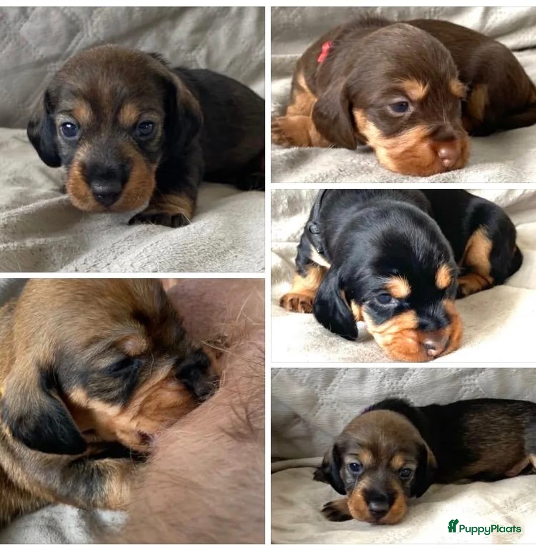 Ruwhaar Teckel honden te koop: Prachtige Standaard Ruwhaar Teckelpuppy’s ,  - Advertentie 1