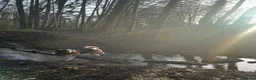 American Akita honden te koop: Prachtige American Akita Pups - Advertentie 9