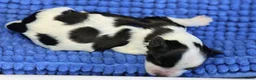 Nederlandse Schapendoes honden te koop: Mooie schapendoespups beschikbaar - Advertentie 8