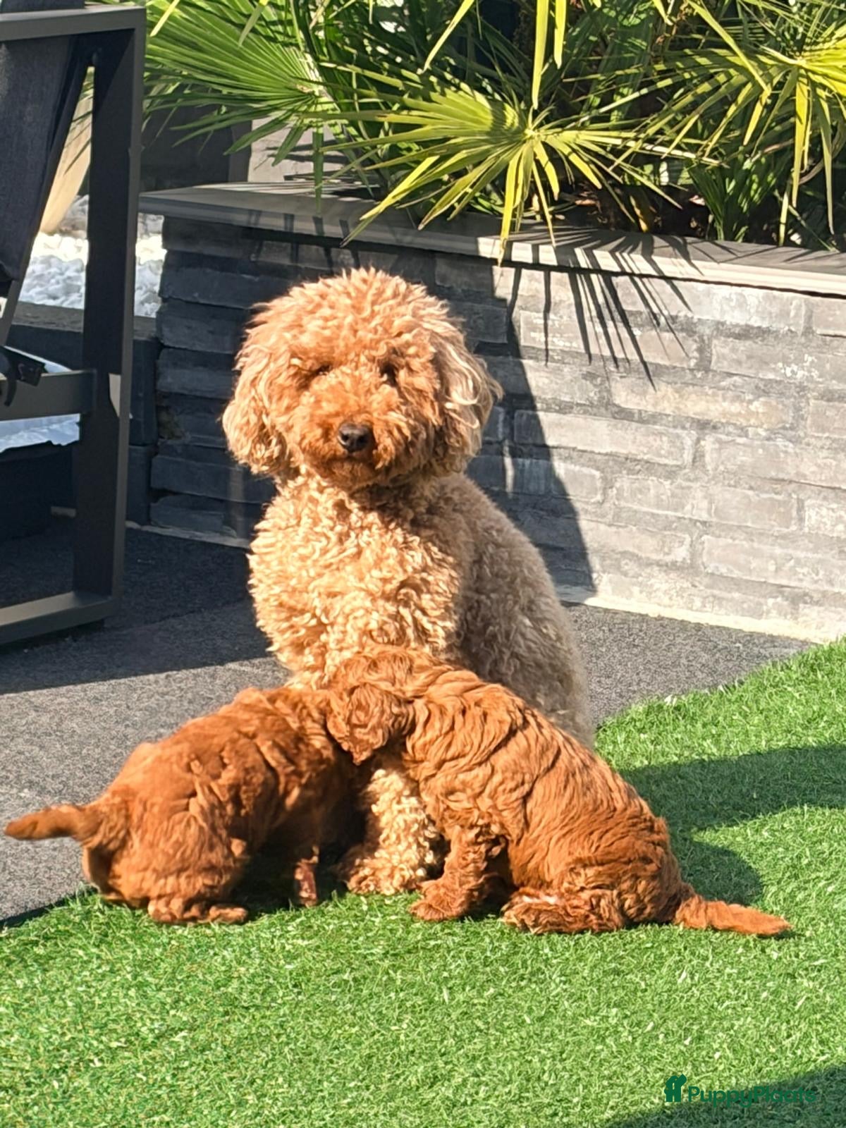 Dwergpoedel honden 🐾 Te koop: 2 prachtige dwergpoedel puppy’s 🐾 - Advertentie 1