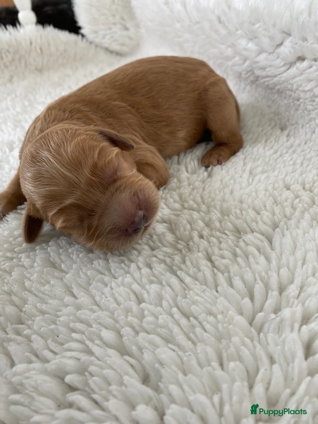 Australian Labradoodle honden te koop:  8 Puppies zijn geboren 12 april 2026 - Advertentie 2