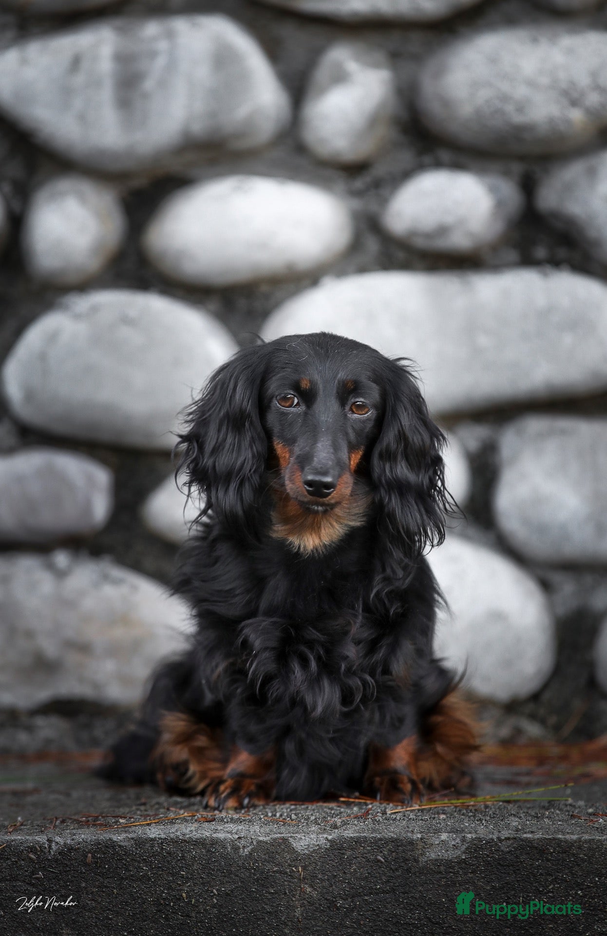 Kruising honden Doxiepoo zwart teefje  - Advertentie 4