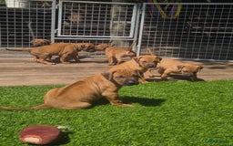 Rhodesian Ridgeback honden te koop: Rhodesian Ridgeback pups in Bentveld - Afbeelding 13