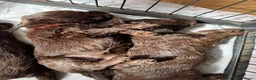 Labradoodle honden te koop: Multigen medium chocolade labradoodle pups - Advertentie 6