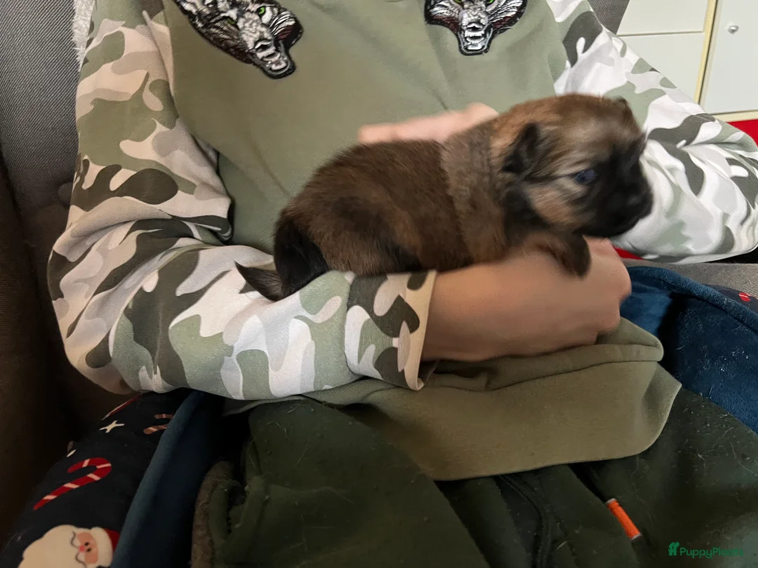 Pomchi honden te koop: Lieve Pomchi pups - Advertentie 23