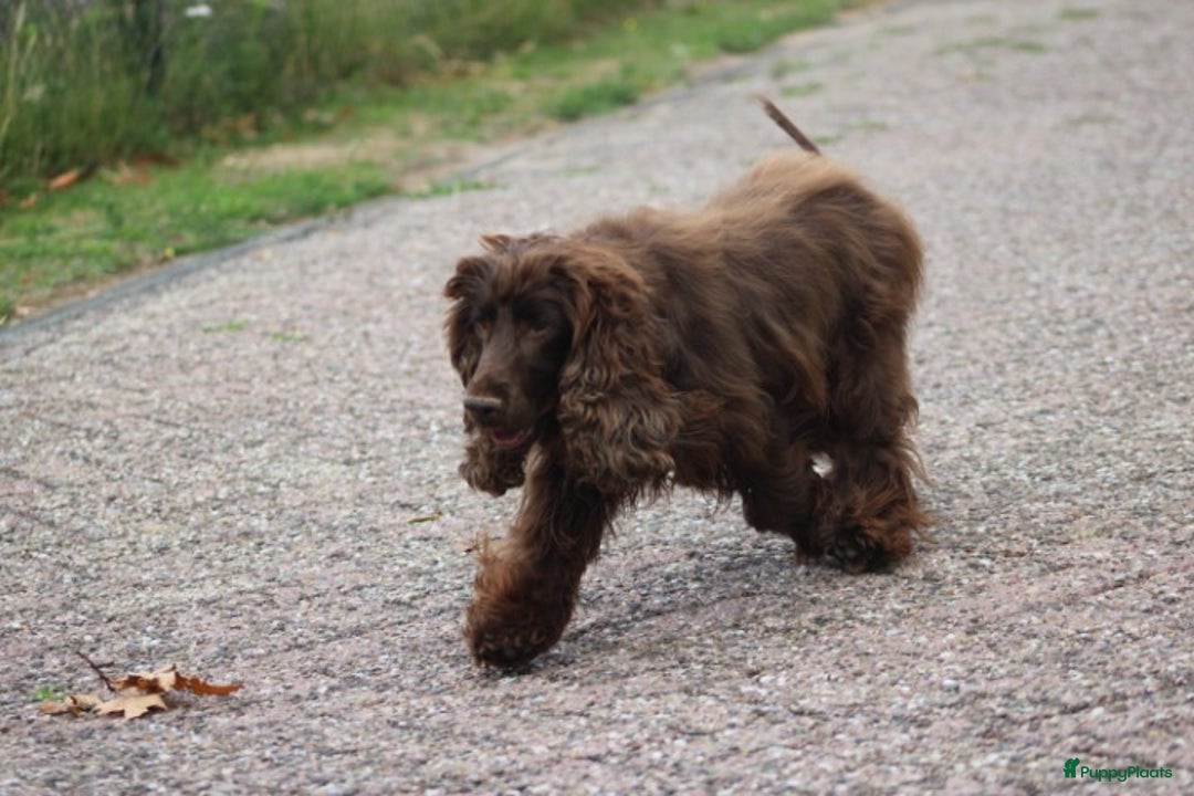 Cockapoo honden te koop: Cockapoo pups - Afbeelding 21