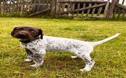 Duitse Staande Hond Korthaar honden te koop: 6 prachtige pups korthaar Duitse Staande  in Oene - Afbeelding 4