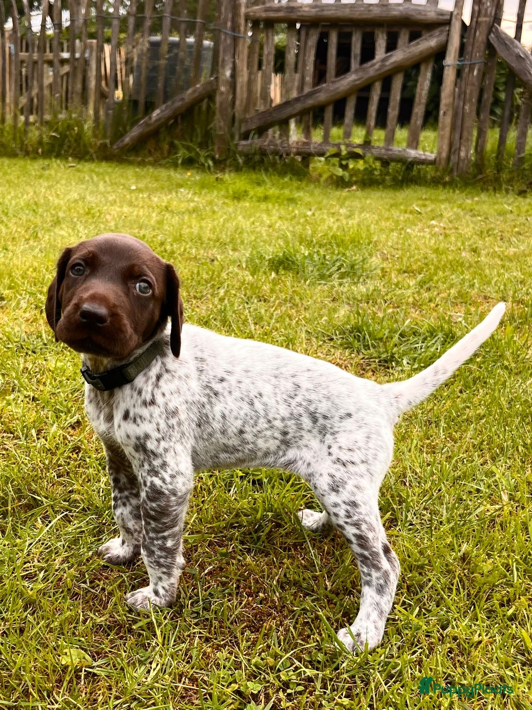 Duitse Staande Hond Korthaar honden te koop: 6 prachtige pups korthaar Duitse Staande  in Oene - Afbeelding 4