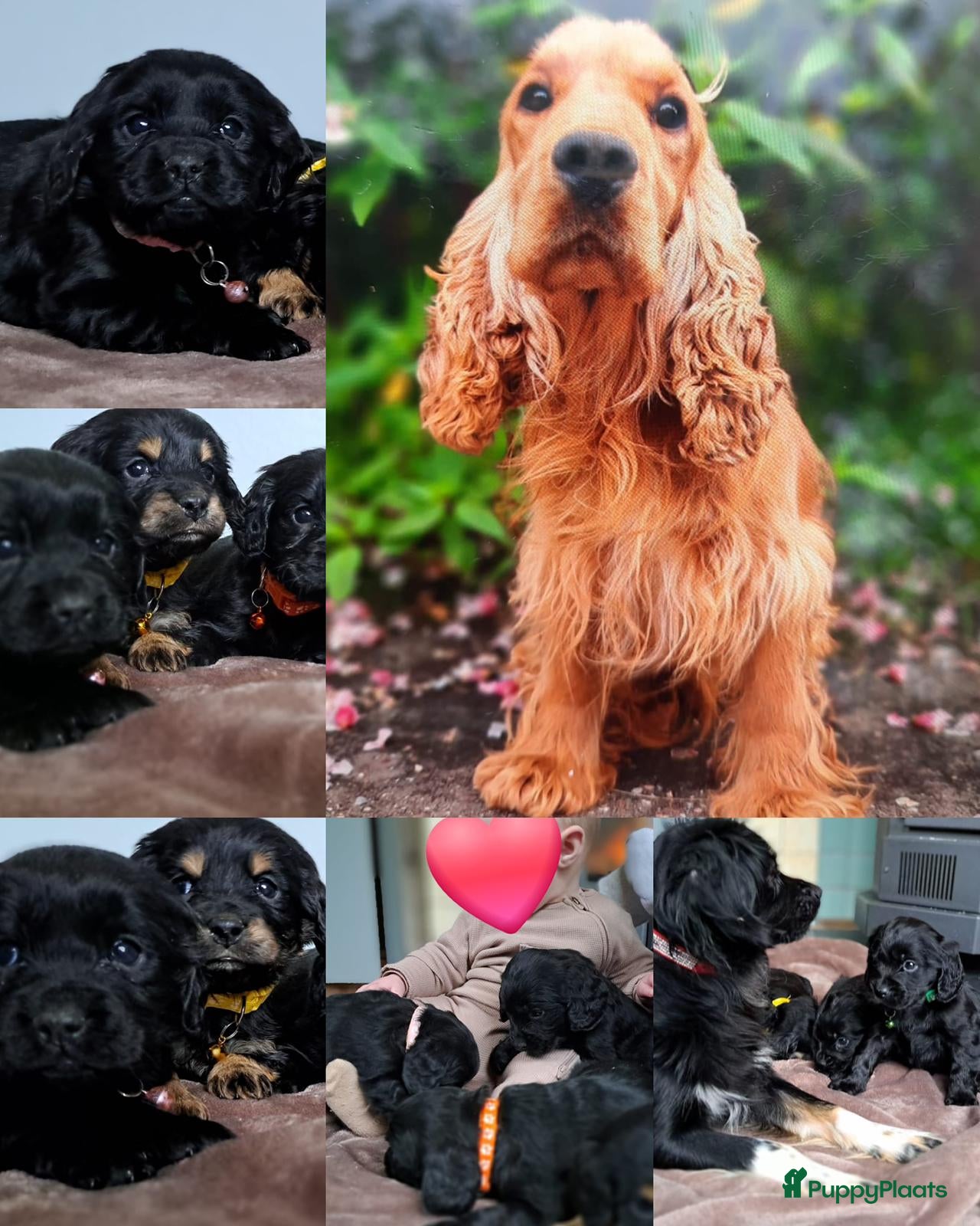 Kruising honden Kruising Engelse cockerspaniel pups.  - Advertentie 10