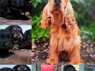 Kruising honden Kruising Engelse cockerspaniel pups. - Advertentie 1