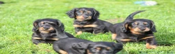 Teckel (langhaar) honden te koop: Teckel pups langhaar - Advertentie 10