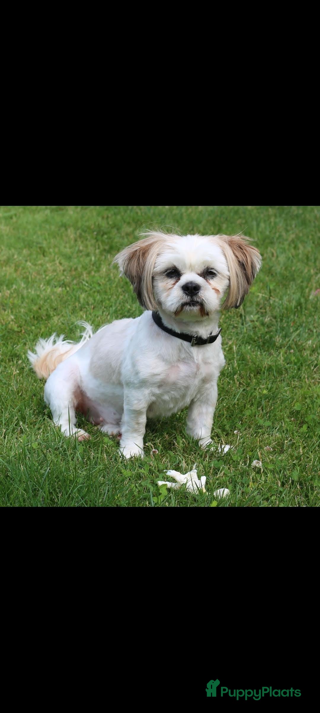 Shih Tzu honden Shih tzu pups nestaankondiging  - Advertentie 3