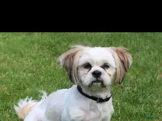 Shih Tzu honden Shih tzu pups nestaankondiging - Advertentie 3