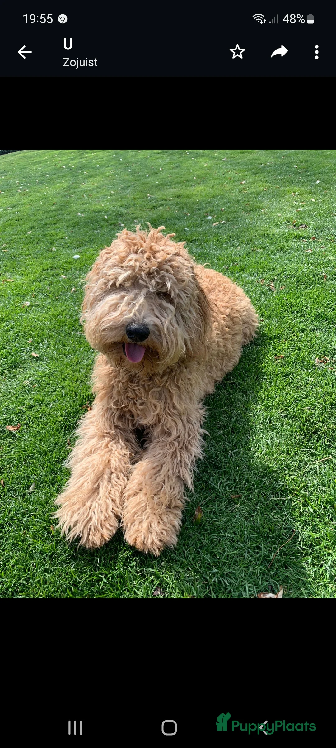 Kruising honden te koop: Labradoodle pups F4 teefjes zwart - Advertentie 4