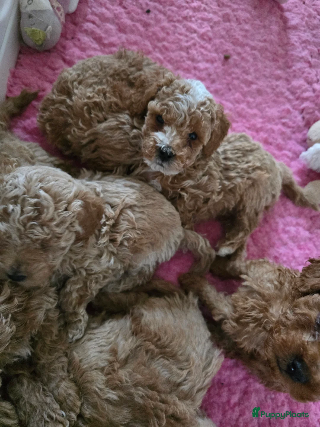 Maltipoo honden te koop: Mooie Maltipoo / toy poedel pup pups - Advertentie 32