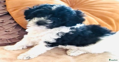 Poedel Toy honden - Advertentie 10