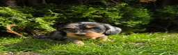 Ruwhaar Teckel honden te koop: Standaard Ruwharige Teckelpups met FCI stamboom  - Advertentie 18