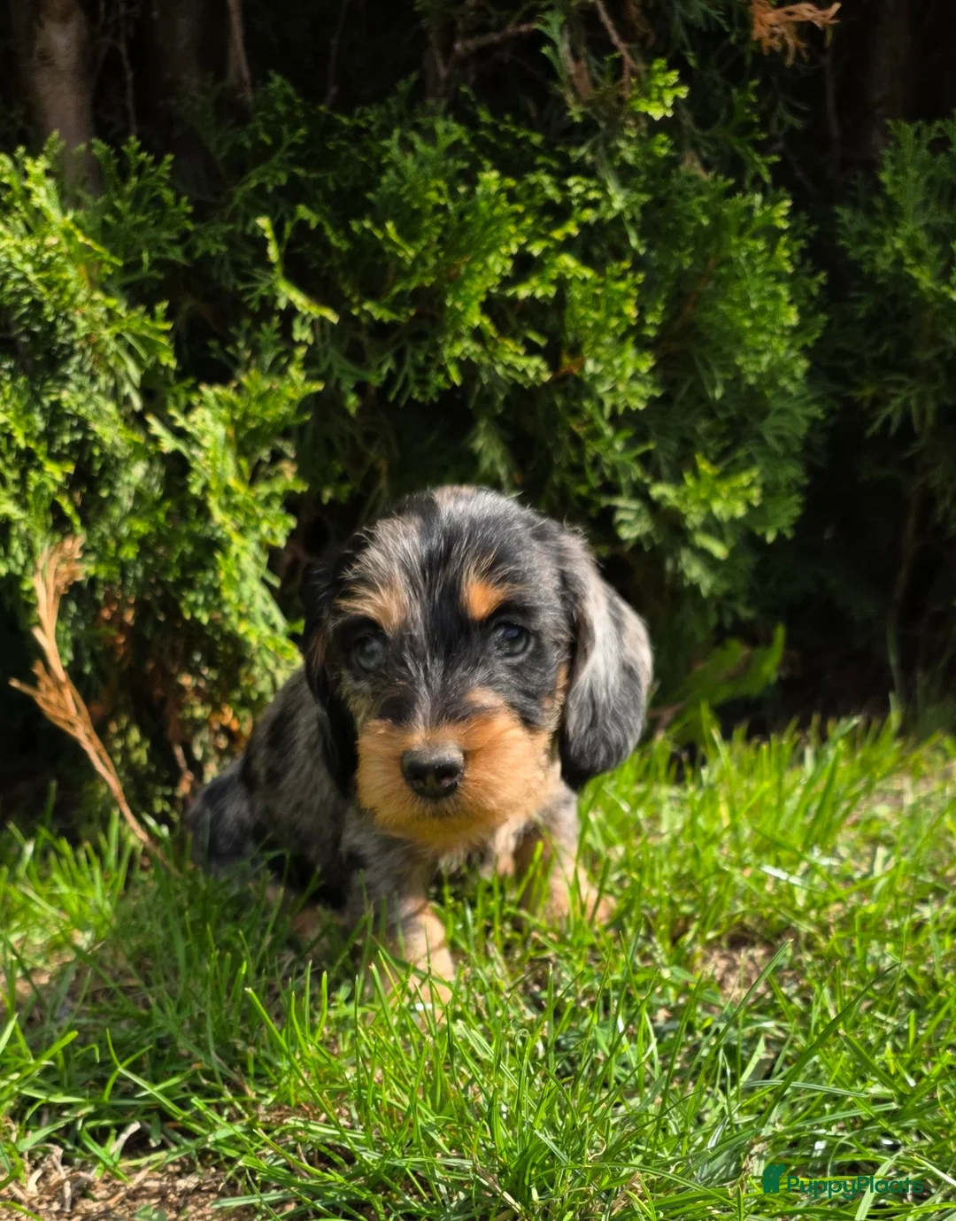 Ruwhaar Teckel honden te koop: Standaard Ruwharige Teckelpups met FCI stamboom  - Advertentie 18