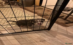 Amerikaanse Bully honden te koop: Exotic/Pocket Amerikaanse Bully Pups - Afbeelding 7