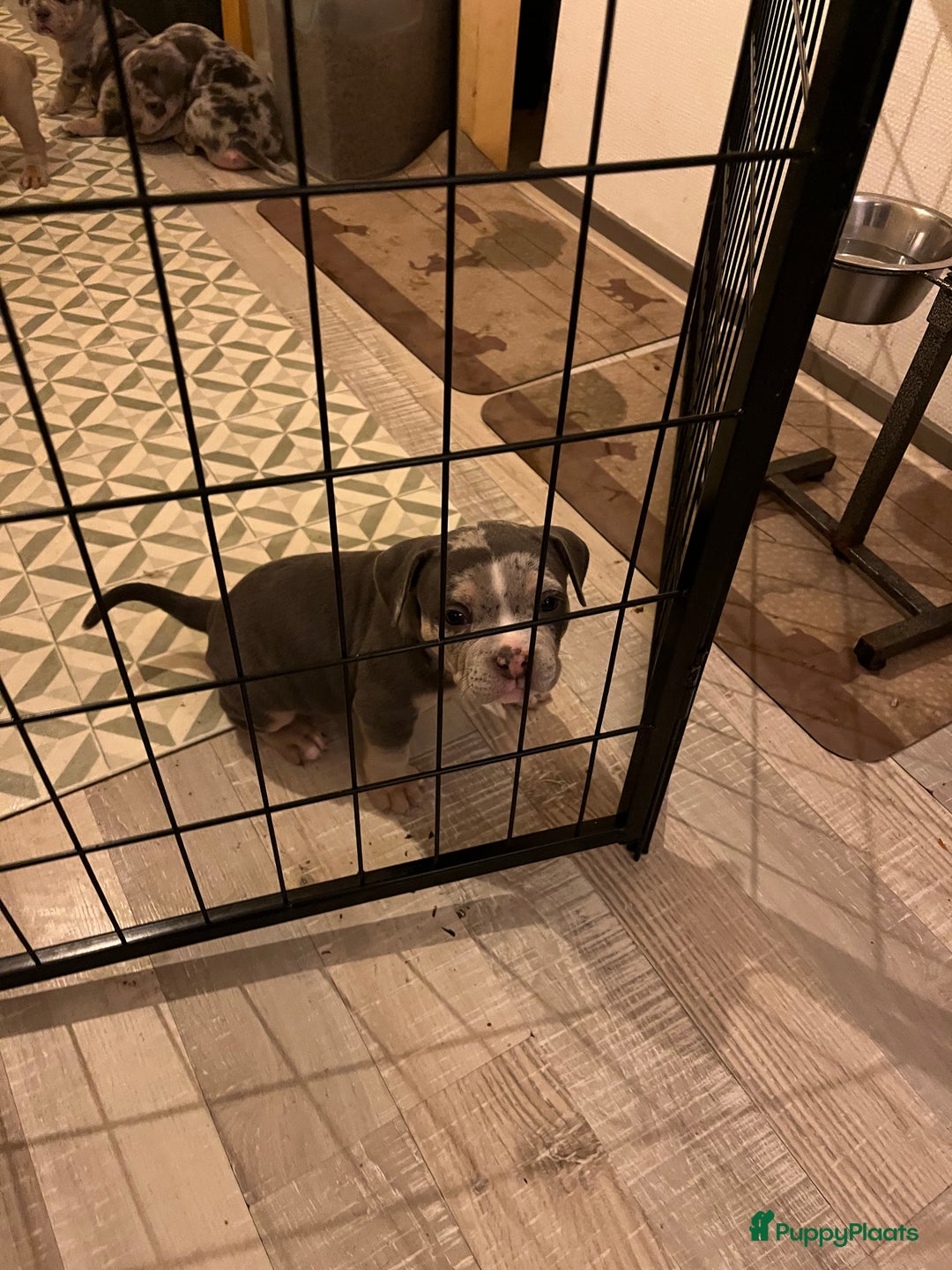 Amerikaanse Bully honden te koop: Exotic/Pocket Amerikaanse Bully Pups - Afbeelding 7