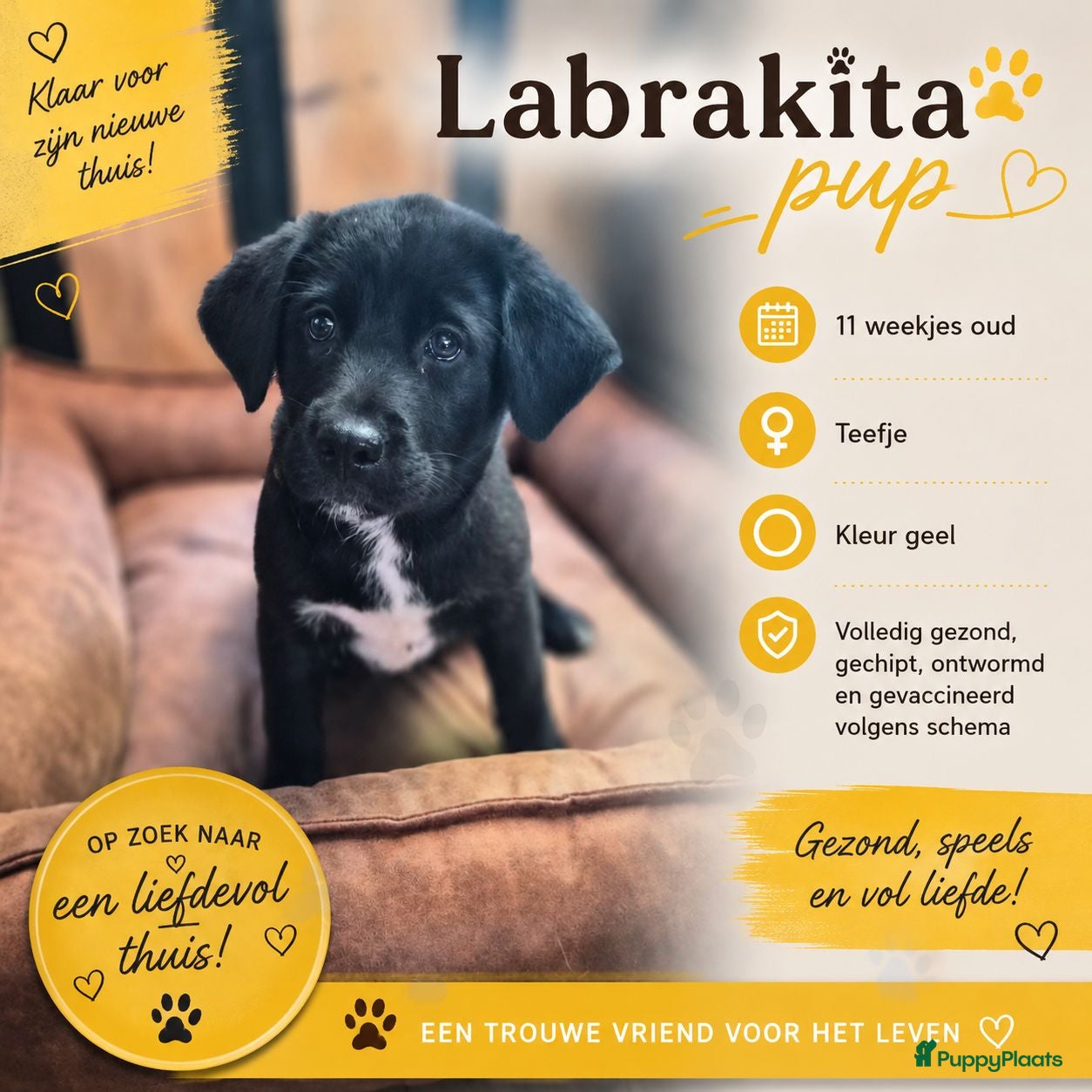 Kruising honden Laatste 2 Labrador x akita inu pups - Advertentie 13