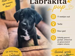 Kruising honden Laatste 2 Labrador x akita inu pups - Advertentie 6