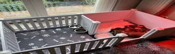 Ruwhaar Teckel honden te koop: Teckel ruwhaar standaard pups FCI-stamboom in Valkenswaard - Advertentie 3