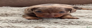 Dwergteckel 1