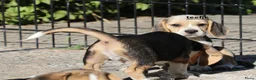 Beagle honden te koop: Beagle pups beschikbaar  - Advertentie 5