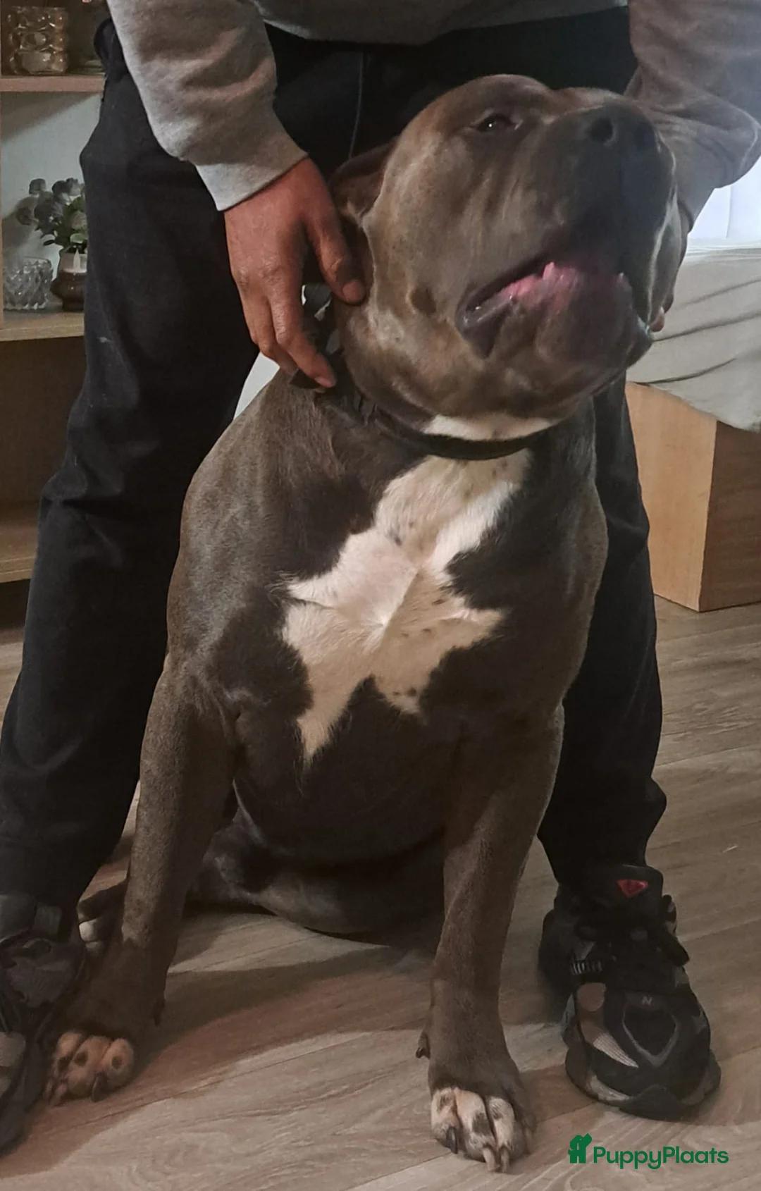 Amerikaanse Bully honden te koop: ABKC XL Meets DBKC XXl - Advertentie 13