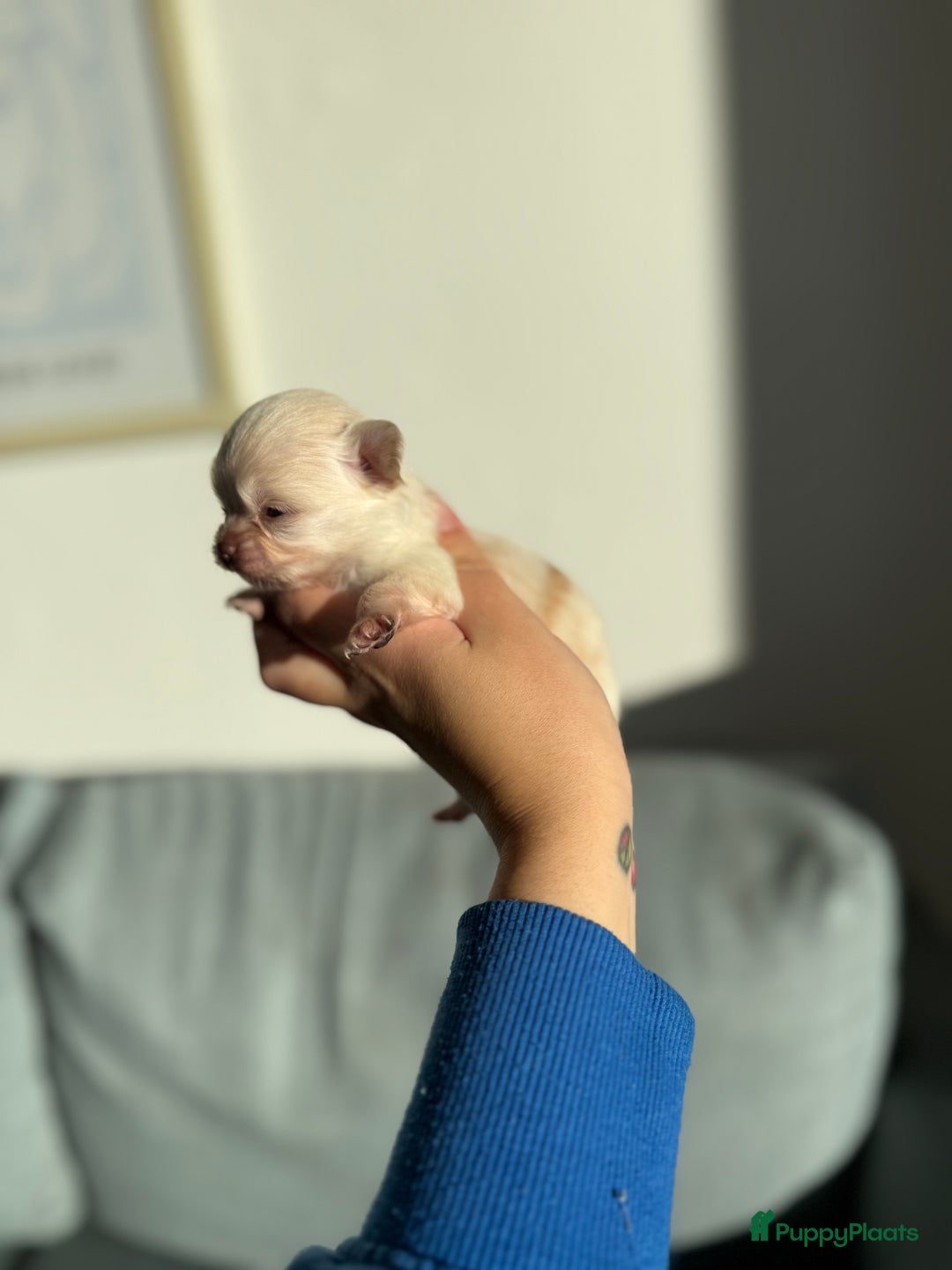 Chihuahua honden te koop: Chihuahuas pups - Advertentie 36