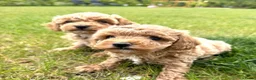 Maltipoo honden te koop: Mini maltipoo f1 b super mooie, gezonde pups - Advertentie 13