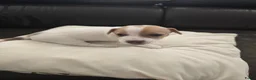 Jack Russel Terriër honden te koop: Nog 3 pups beschikbaar in Sint Jansteen - Advertentie 19