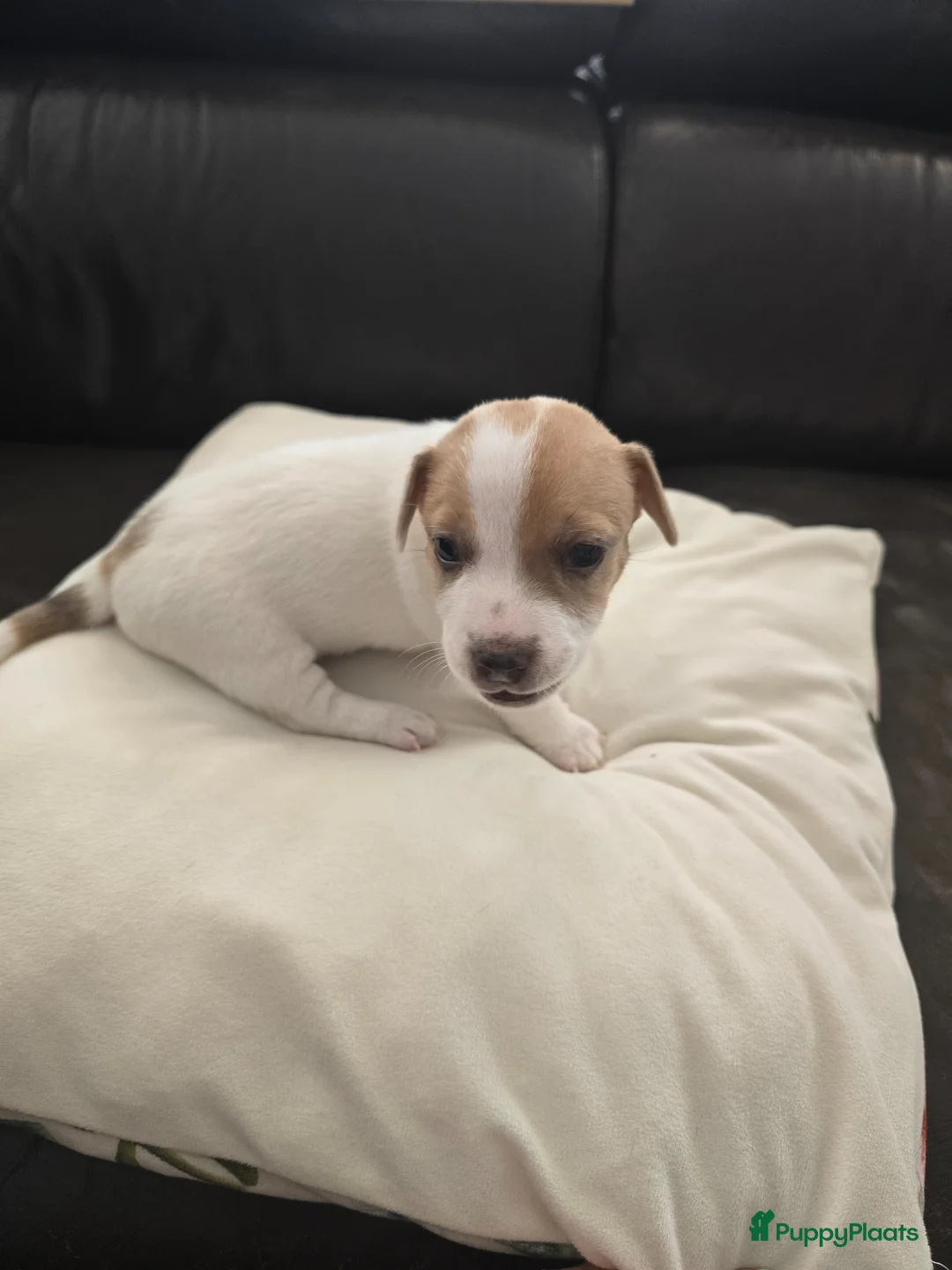 Jack Russel Terriër honden te koop: Nog 3 pups beschikbaar in Sint Jansteen - Advertentie 19