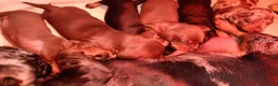 Teckel (korthaar)  honden te koop:  Prachtige standaard korthaar teckels pups  - Advertentie 21