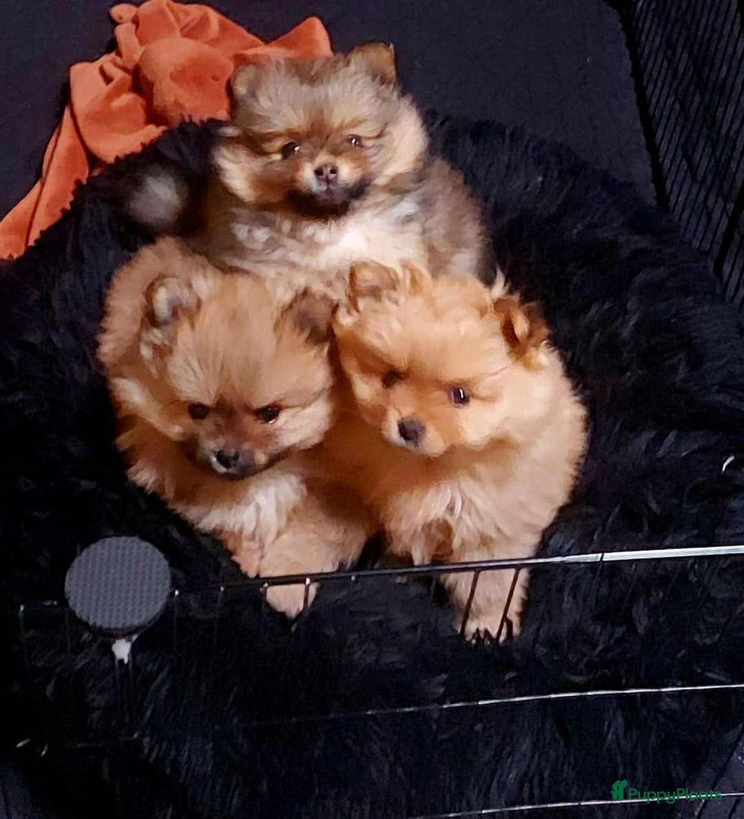 Pomeriaan honden te koop: Pomriaan puppy s - Advertentie 2