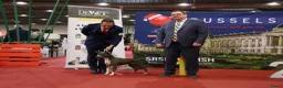 American Staffordshire Terriër honden te koop: Prachtige nestje amstaff pups - Advertentie 4