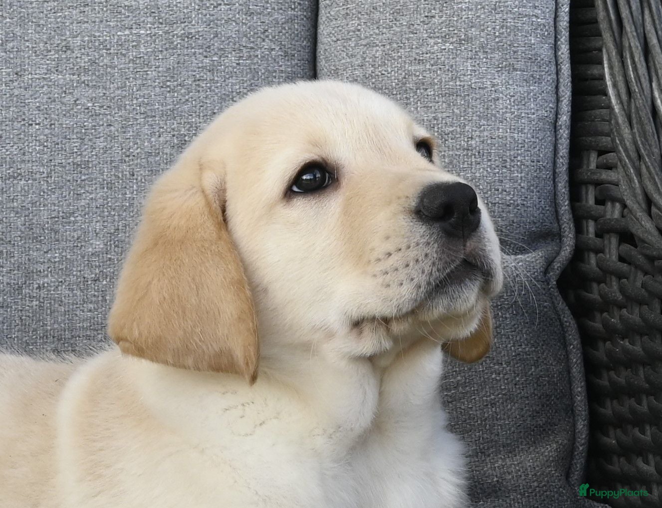 Labrador Retriever honden Knappe Labrador pups met stamboom ! - Advertentie 2